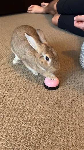 Puffytails Bunnies | They love each other 😉 Cali never gets tired of hanging with #BunDadMatt. #thatsjustmybabydog Bunny Dad | Trained Bunny | Bunny Tricks |... | Instagram