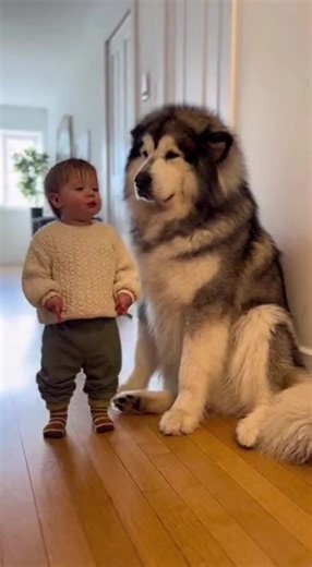 BabyTalking #Husky #FunnyDogs #ToddlerLife #DogAndBaby #Wholesome #CuteAnimals #Sora #PetLovers #ParentingMoments ​Would you like me to write a funny script for what they might actually be saying to each other? | G55Viral