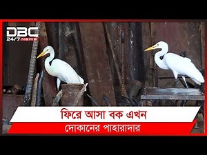 বুনো বকের ভালবাসা।