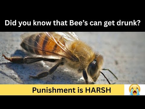 🍻🤣❗️😱Did you know that Bee's get drunk? The punishment is HARSH