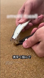 オーストラリアの巨大な虫たちはやばい