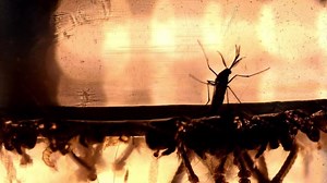 Zika's blood-sucking predator
