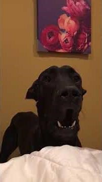 My Great Dane barking