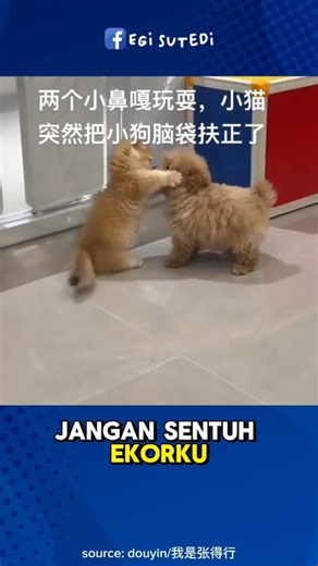 Ketika Si Anjing Sentuh Batas Terlarang 😼🐶 #anjing #kucing #catdog #hewanlucu #petlovers #pets #binatanglucu #fyp #fypシ | Egi Sutedi