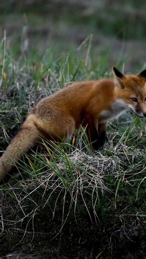 Playful Arctic red fox roaming the tundra
