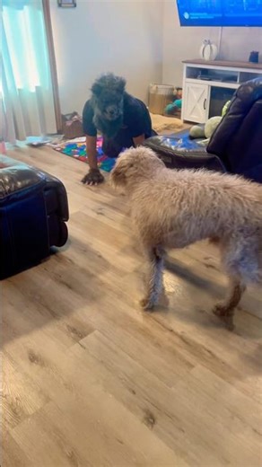 💀Trying to catch our dog off guard to get his reaction😅 #shortsfeed#shorts#reels#dogs