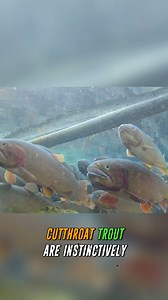 1.1K reactions · 24 shares | Yellowstone cutthroat trout are very important to the locals in Idaho. Conservation efforts are in full swing to save the species thanks to fishing license sales! It’s the anglers who pay for everything, and make stuff happen. Ice fishing is fun, and helps the fish! Full episode link: https://youtu.be/C0XGvGtxAbU?si=RDW3u1eT0S8-Gn4S #Cutthroattrout #troutfishing #icefishing | The Green Way Outdoors | Facebook