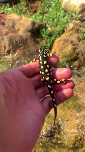 Tiniest & Most Beautiful Creatures That Look Like Living Jewels! 🦎🐸🐠 Unreal Nature Up Close!