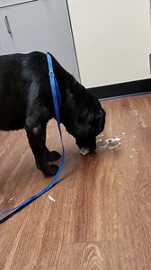 Rescue Me Orlando- Shelter Dogs, Inc. on Reels