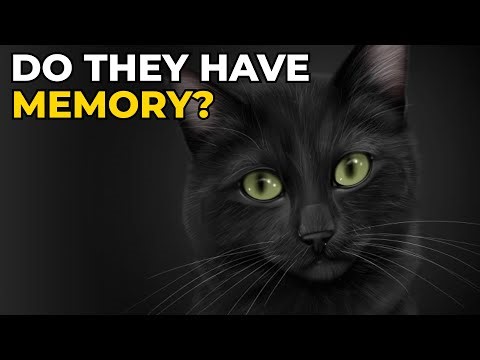 How GOOD is a CAT'S MEMORY? This is What They REALLY Remember