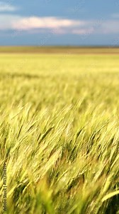 Optimizing Irrigation Systems in Agriculture: An In-Depth Analysis of Sprinkler Technology, Water Management Practices, Soil Moisture Management, and Water Conservation Strategies for Enhancing Crop