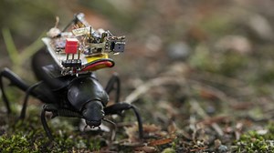Tiny Camera System Allows Live Streaming From an Insect