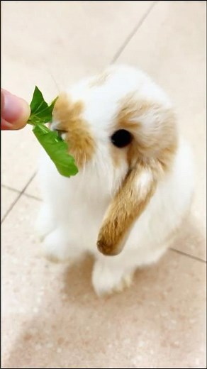 Satisfying Bunny Mukbang🐰Tearing & Crunching Fresh Leaves #asmr #rabbiteating #satisfying #shorts