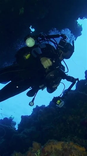 Your dive buddy called. They’re tired of blurry fish pics 📸🐠 Take the PADI Digital Underwater Photographer course and make your underwater photos as epic as your dives 🌊✨ Visit http://padi.co/dut7gjxi to learn more! #UnderwaterPhotography #PADI #Scuba #NaturePhotography | PADI