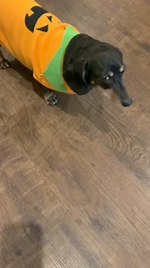 35K views · 3.7K reactions | The boys sporting their cute Halloween sweaters! Torvi won’t let me catch her to put her dress on her.  | The DACH Sons | Facebook