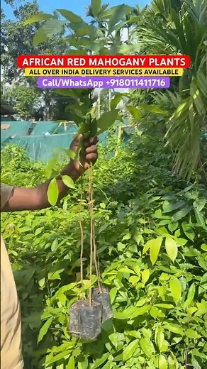 African red mahogany plants African red mahogany tree — fast-growing timber plant. #mahoganyplants