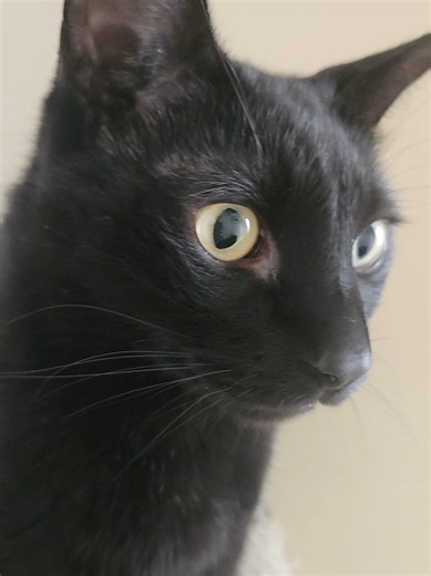 Happy Caturday! we finally got Squiggy's glucose under 300 😻 #felinediabetes #caturday #catsoftiktok #feralcat #rescuecats #blackcats