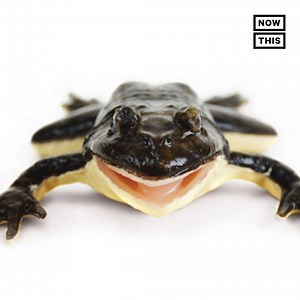 254K views · 1.2K reactions | Students can now dissect synthetic frogs  | NowThis Earth | Facebook