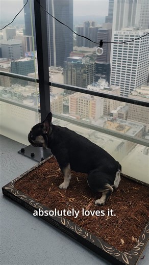 2.7K views | Make city living a little easier with an apartment-friendly, eco-friendly pee pad!  Lasts for weeks at a time  Non-perishable. Keep on hand for emergencies ️ Avoid rain, snow, or extreme heat ✅ Neutralizes odors | Bark Potty | Facebook
