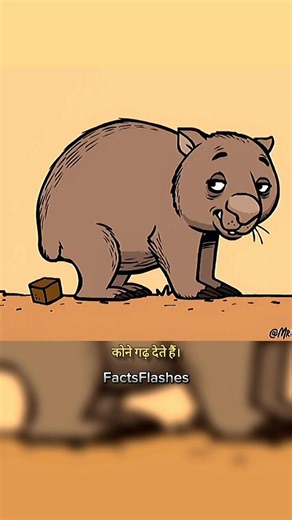 Wombat ka Cubicle poop🤔! | How Wombat creates hi cube shape poop? #facts #shorts