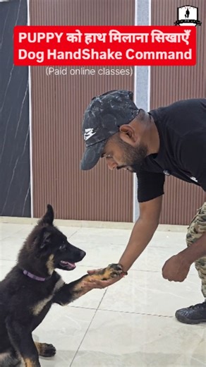 Smart Dogs Training on Instagram: "Puppy को हाथ मिलाना सिखाएँ  Dog Handshake training Our trainers: 﫳@sahil_saifi_smartdogstraining 﫳@sunilsrivastav65 #dogreels #reels #dogsofinstagram #Dogtraining #instagramreels"
