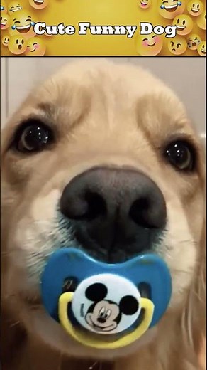 Cute and funny dog short video ( ͡❛ ͜ʖ ͡❛)✌ Best animal funny video