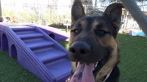 1.9K views · 94 reactions | ➡️UPDATE - TRANSFERRED to HAWTHORNE SPCA...