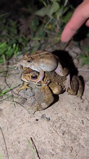 Funny frog catch jump - reaction funny frog - jumping froggy and toad funny - funny animal