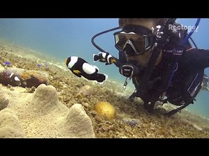Scuba Diving in Koh Tao - April 2015 Highlights