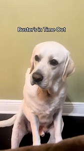 How do you teach a Lab Toddler to share? #bustersworld | Buster's World