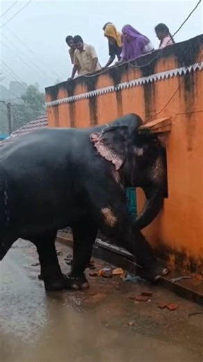 Elephant Charge Leaves House Wall Shattered