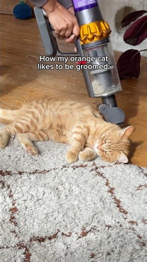 5 star cat spa treatment ⭐️