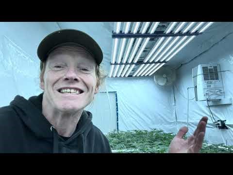 “Under Canopy Lights Week 1 Flower — Exact PPFD & Light Recipe Revealed