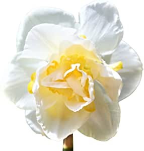 Easy to Grow Narcissus Daffodil White Lion 10 Plant Bulbs - Fragrant White & Yellow Double Flowers in Spring, Full Partial Sun Outdoor Zones 4-8