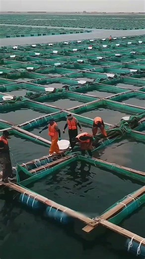 Why China Is Building Giant Floating Fish Farms in the Ocean