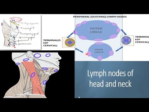 Lymph nodes of the head and neck DETAILED |cervical lymph nodes | waldeyer's ring