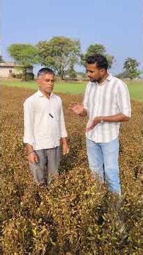 ईरान अकरकरा की खेती की पूरी जानकारी कम जमीन में लाखों की कमाई ।#Reels #agriculture #mandi #farming