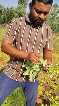 Amaranth grown using organic methods
