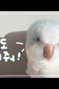 Quaker Parrot Kuku | A parrot who wants to join the conversation | Let me speak, Kuku