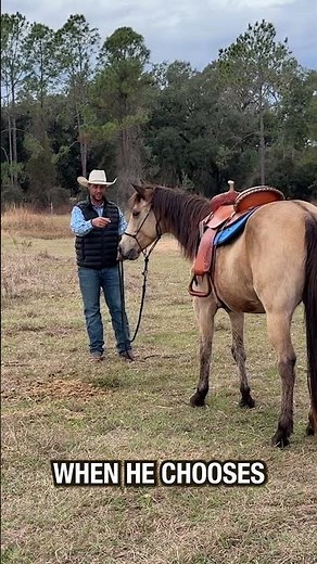 These are the three phases of horse training