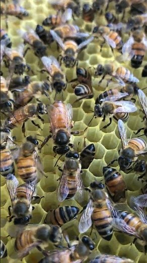 How Queen Bees Run Their Hive 🐝 | Beekeeping Short
