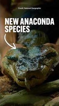 Will Smith discovered a new snake species?