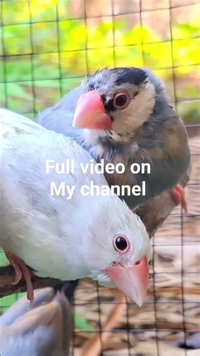 beautiful java sparrow #javasparrow #finch