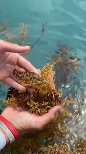 593K views · 6.2K reactions | Sargassum Fish has Perfect Camoflouge! #sargassum #fish #camouflage #weird #sealife | Ryan Iz Fishing | Facebook