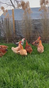 18 reactions | "Earth's Best Organic Farm" is a Animal and vegetable...