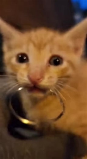 Stuck Ring on Face: A Rescue Story