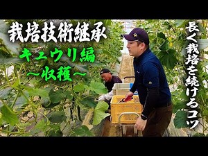 [Agricultural work] Cultivation technique video by a super instructor "Cucumber Edition: Harvesting"