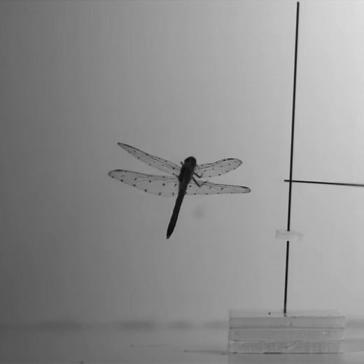 Tecplot 360 Simulation Example: Dragonfly Flight Physics (II)