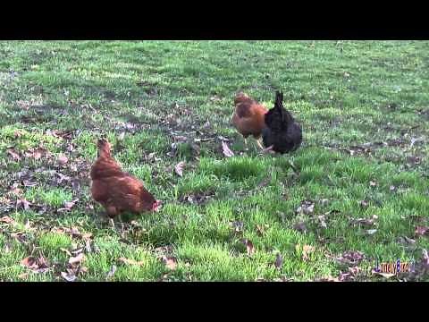 Chickens Walking Around