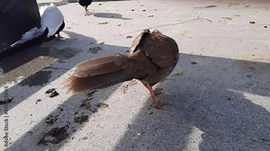 Beautiful pheasants are silvery white and brown in color. Birds walk and peck food.
